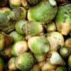 kohlruebe-gelbe-aus-friesland-brassica-napus-subsp-rapifera-bio-saatgut Koolraap Wilhelmsburger Gele