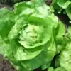 Kropsla Hilde 2