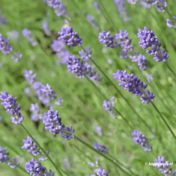 Buzzy Organic Echte Lavendel BIO