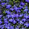 Lobelia Erinus Kaiser Wilhelm