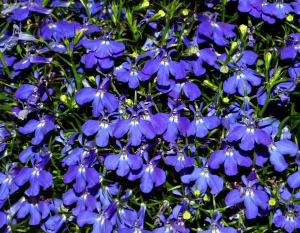 Lobelia Erinus Kaiser Wilhelm