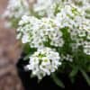 Alyssum Lobularia Snowcloth