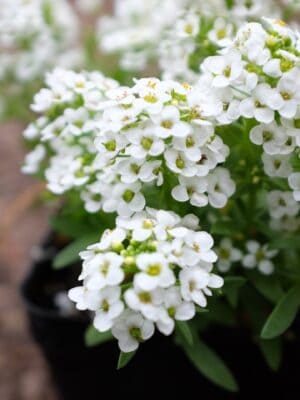 Alyssum Lobularia Snowcloth
