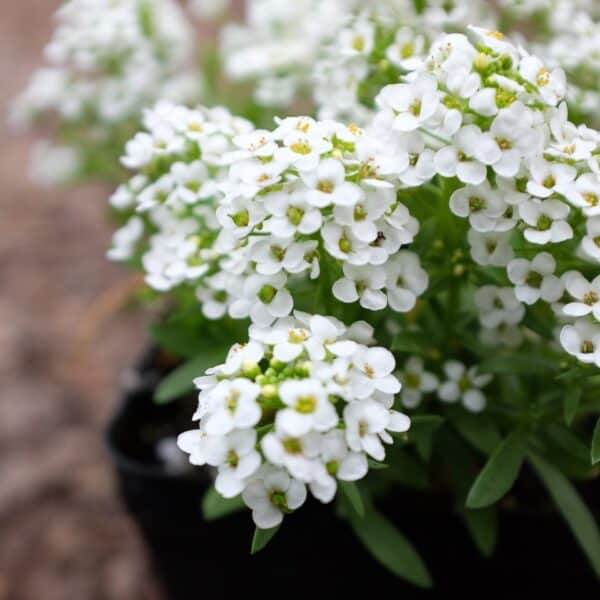 Alyssum Lobularia Snowcloth