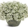 Alyssum pot