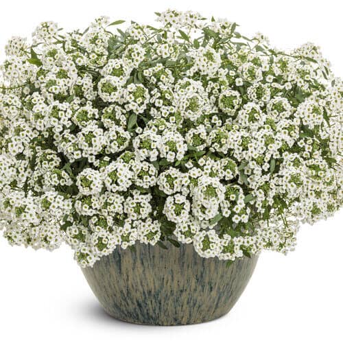 Alyssum pot