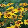 tagetes naughty marietta