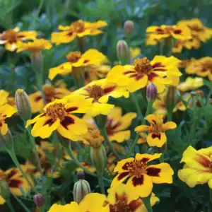 tagetes naughty marietta
