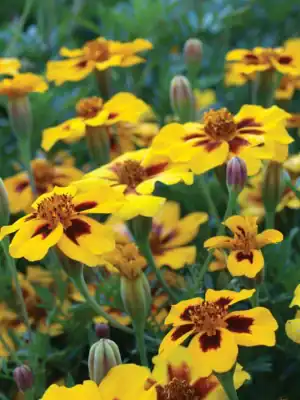 tagetes naughty marietta tagetes naughty marietta