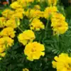Afrikaantje Laag Tagetes patula Petite Yellow