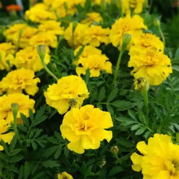 Afrikaantje Laag Tagetes patula Petite Yellow