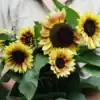 Zonnebloem Helianthus Annuus Autumn Beauty