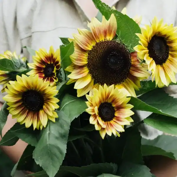 Zonnebloem Helianthus Annuus Autumn Beauty