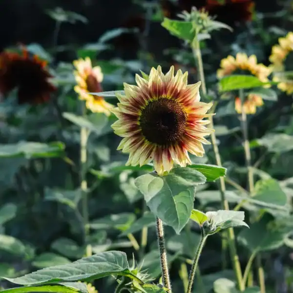 Zonnebloem Helianthus Annuus Autumn Beauty