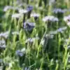 Phacelia Phacelia