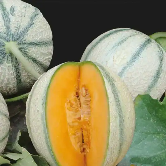 Meloen Oranje Ananas