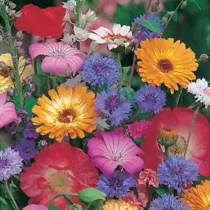 Zomerbloemen Mix