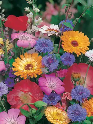 Zomerbloemen Mix Zomerbloemen Mix