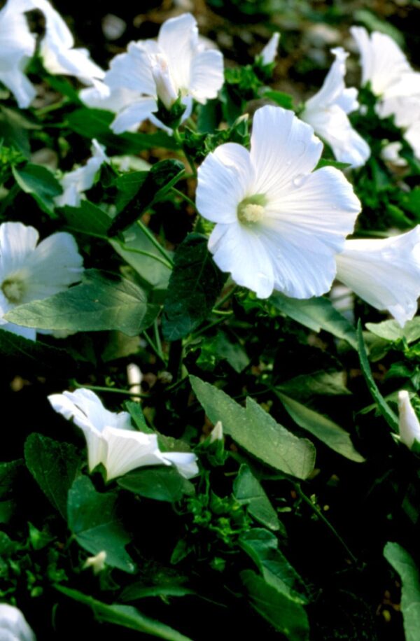 Lavatera Mont Blanc mont blanc lavatera 193b4986 1f380940f4804eaa90768fa34c23f980 2 Lavatera Mont Blanc