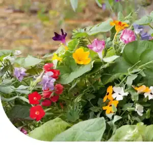 Klimplanten mix