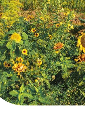 Zomerbloemen Mix Geel Zomerbloemen Mix Geel