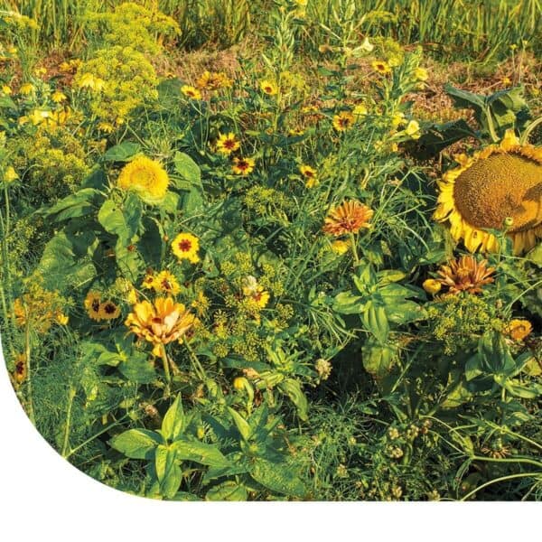 Zomerbloemen Mix Geel Zomerbloemen Mix Geel