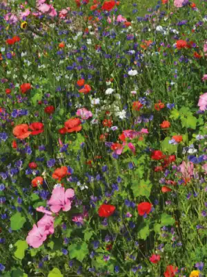 Vlindertuin Mix Vlindertuin Mix