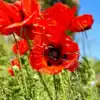 Papaver Scarlet