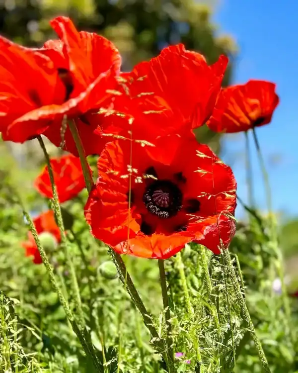 Papaver Scarlet