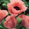 Papaver oriëntale Coral Reef Papaver oriëntale Coral Reef