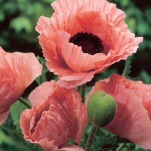 Papaver oriëntale Coral Reef