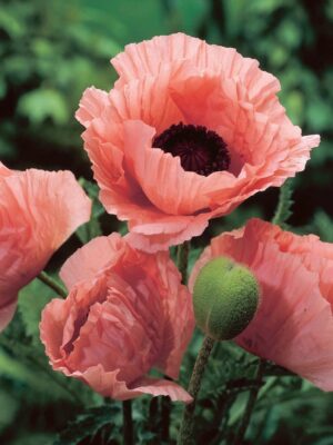 Papaver oriëntale Coral Reef