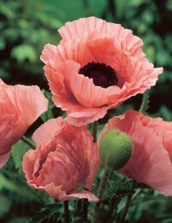 Papaver oriëntale Coral Reef Papaver oriëntale Coral Reef