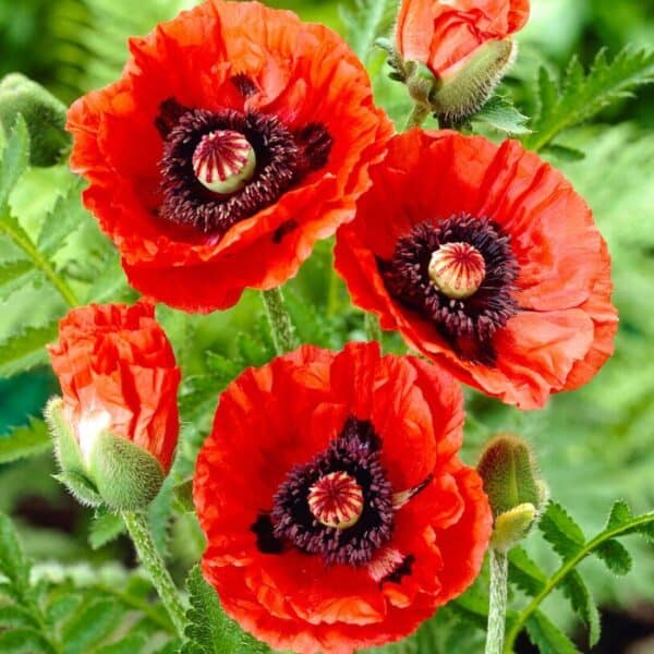 Papaver Scarlet