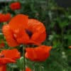 Papaver Scarlet