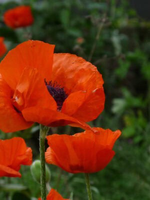 Papaver Scarlet