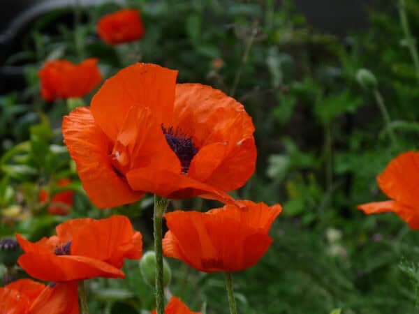 Papaver Scarlet