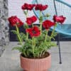 Papaver Scarlet