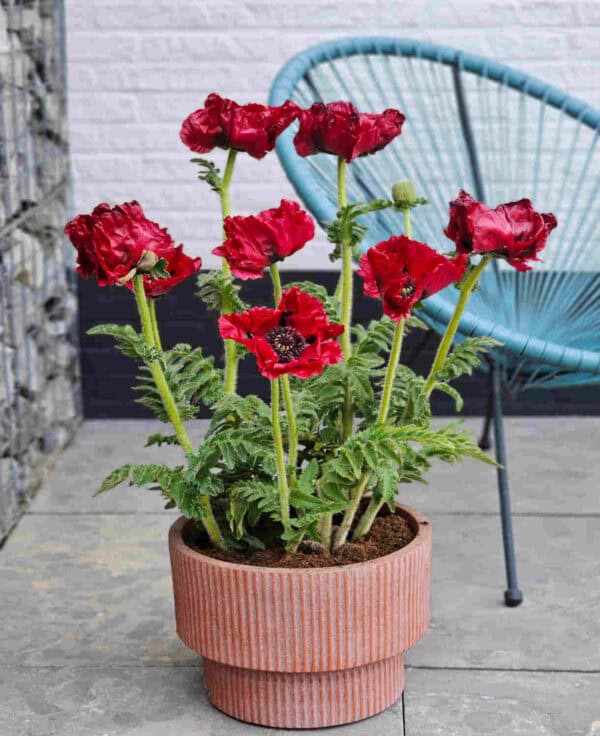 Papaver Scarlet