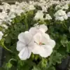 Geranium Wit Geranium Wit