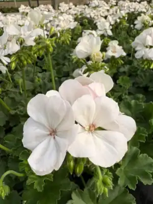 Geranium Wit Geranium Wit