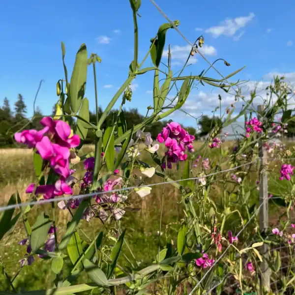 lathyrus latifolius lathyrus latifolius