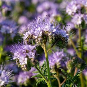 Witte klaver - Trifolium Repens