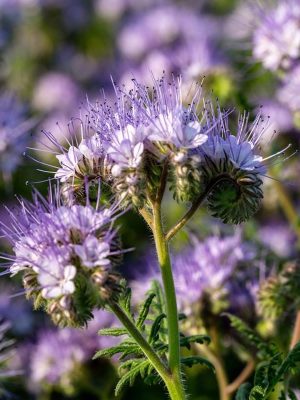Phacelia tanacetofolia - 250 gram