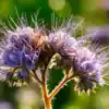 Phacelia