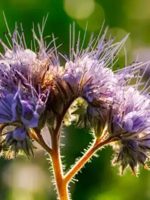 Phacelia Phacelia