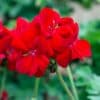 Geranium Rood Geranium Rood
