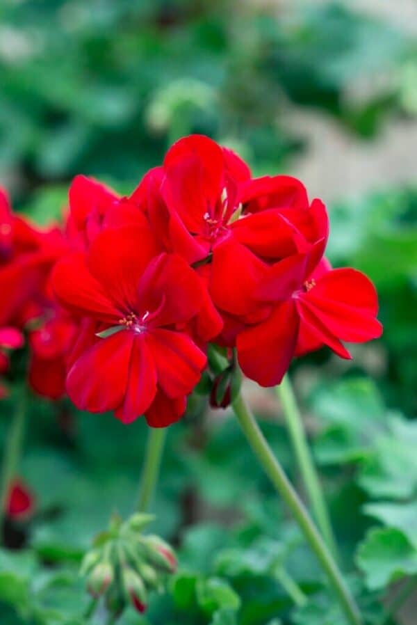 Geranium Rood Geranium Rood