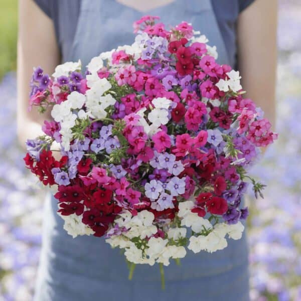 Phlox Drummondi Grandiflora Nana compacta