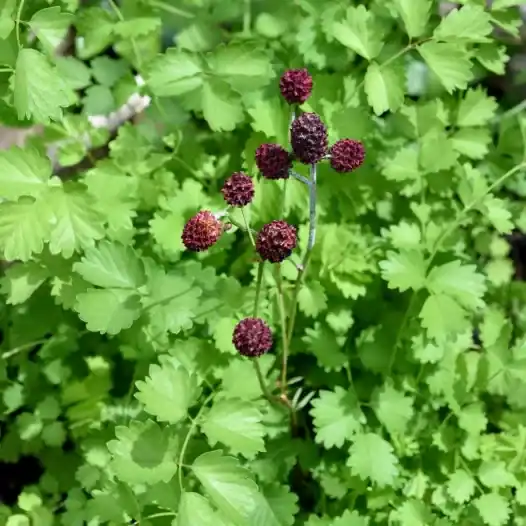 Kleine Pimpernel